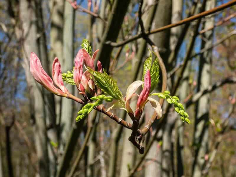 Striped Maple (Acer Pensylvanicum)