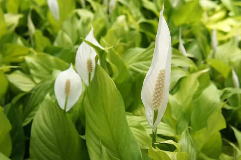 Mizubasho (Lysichiton Camtschatcensis)