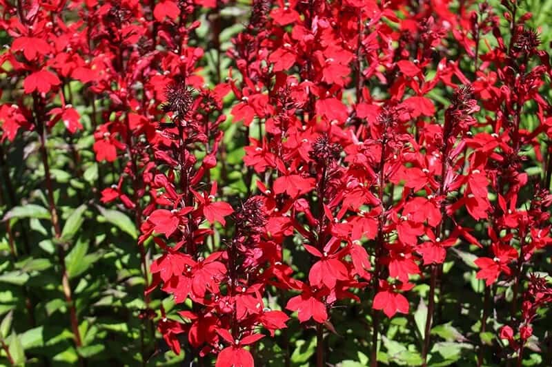 Scarlet Lobelia (Lobelia Cardinalis)