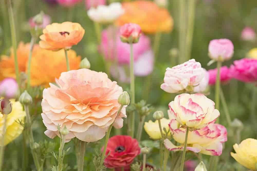 Persian Buttercups (Ranunculus spp.)