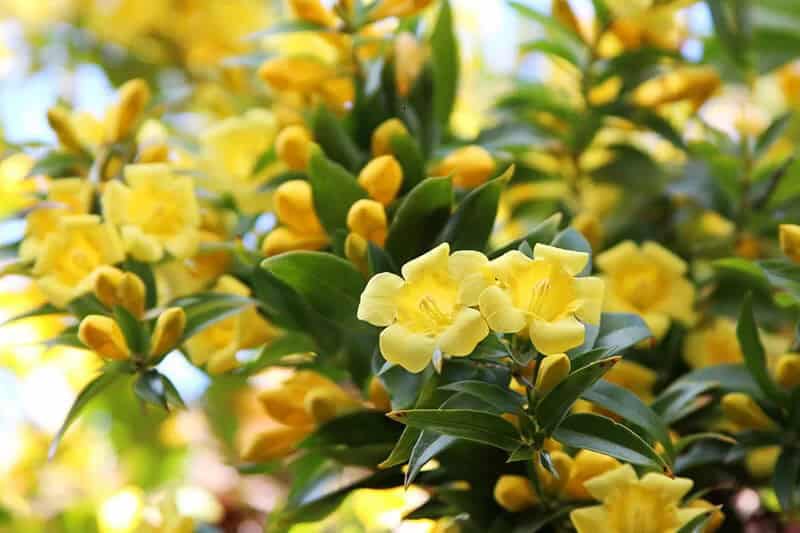 Carolina Jasmine (Gelsemium Sempervirens)