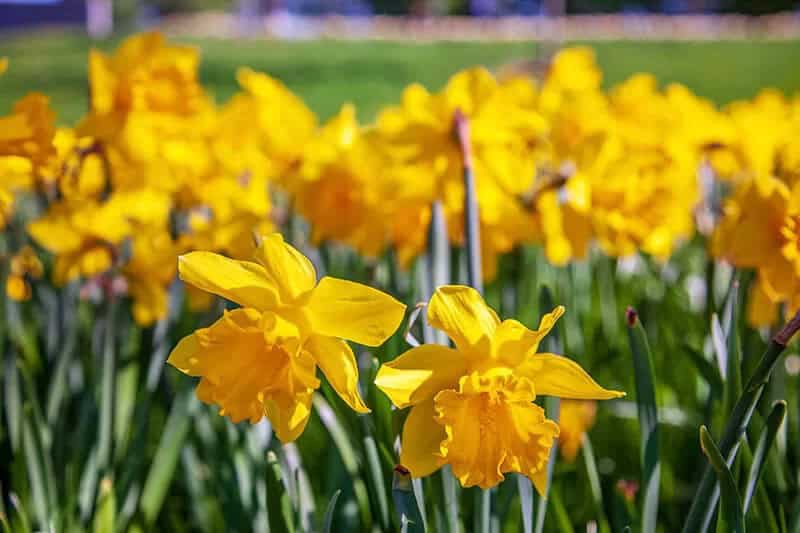 Daffodil (Scientific Name: Narcissus)