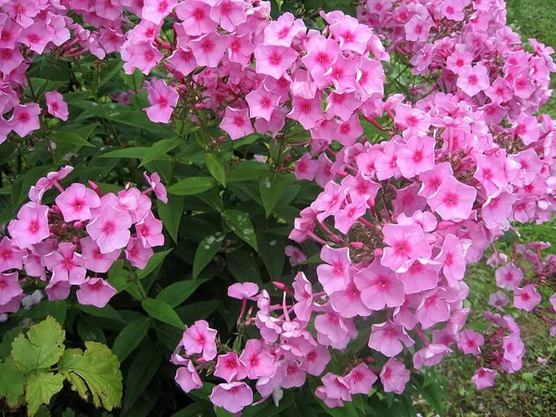 Phlox (Phlox Drummondii)