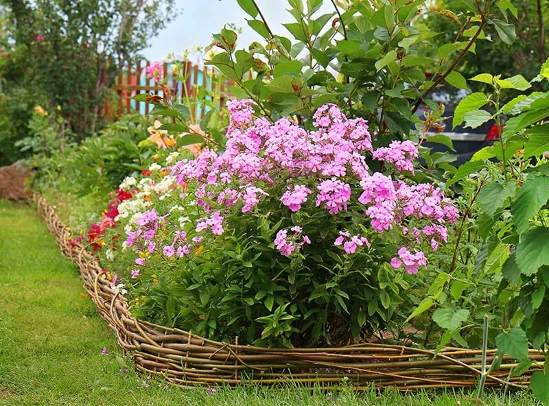 Garden Phlox (Phlox paniculata)