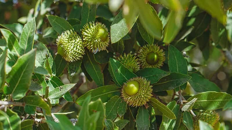 Palestine Oak Tree (Quercus Calliprinos)