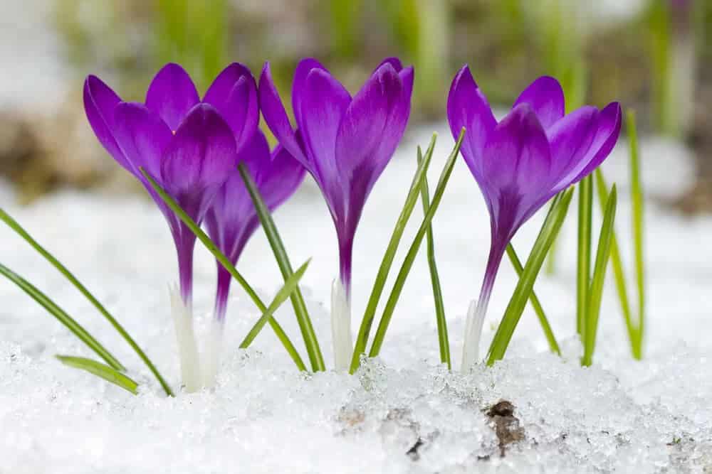 Crocus (Crocus)