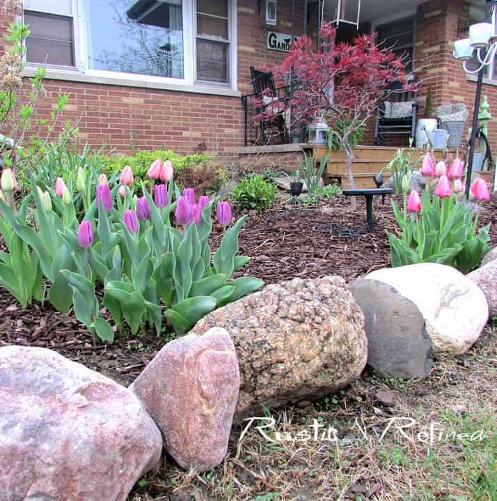 A Beautiful Bed of Tulips Perfect for Spring