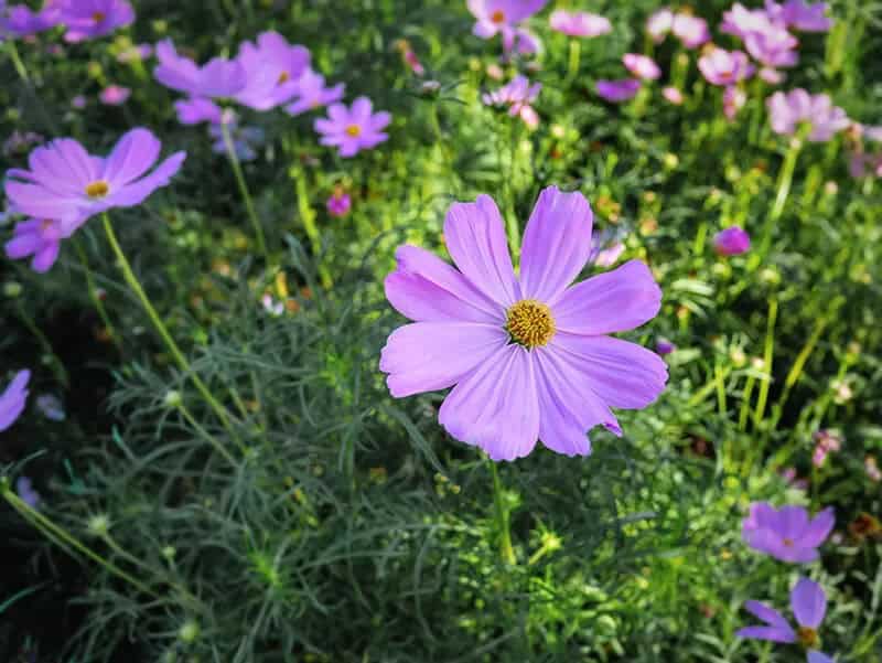 Cosmos (Cosmos Bipinnatus)