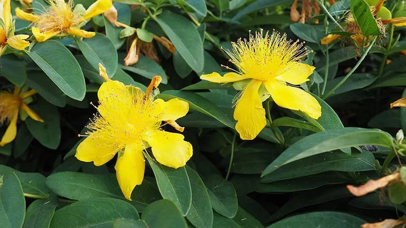 St. John’s Wort (Hypericum Calycinum)