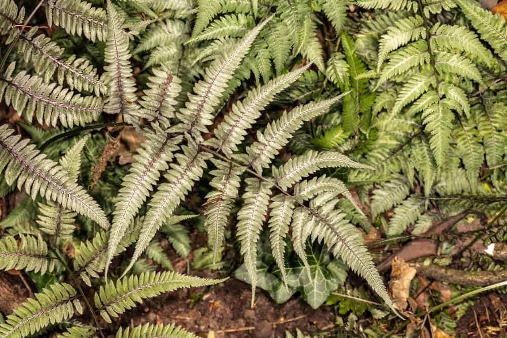 Japanese Painted Fern (Athyrium niponicum)