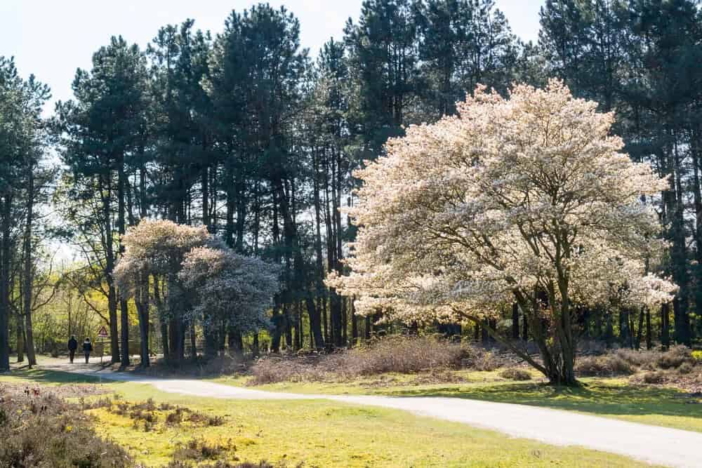 Serviceberry (Amelanchier canadensis)