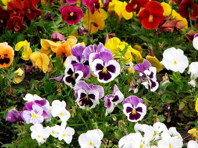 Pansy (Viola Tricolor var. Hortensis)