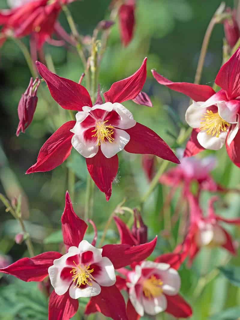 Columbine (Aquilegia ‘Red Hobbit’)