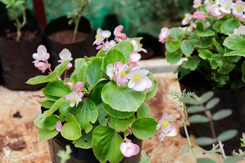 Hardy Begonia (Begonia Grandis)