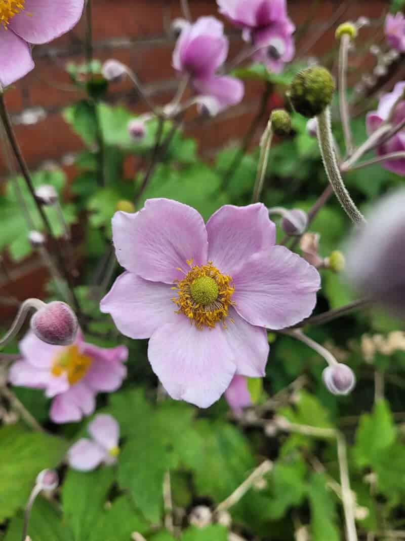 Anemone (Anemone spp.)