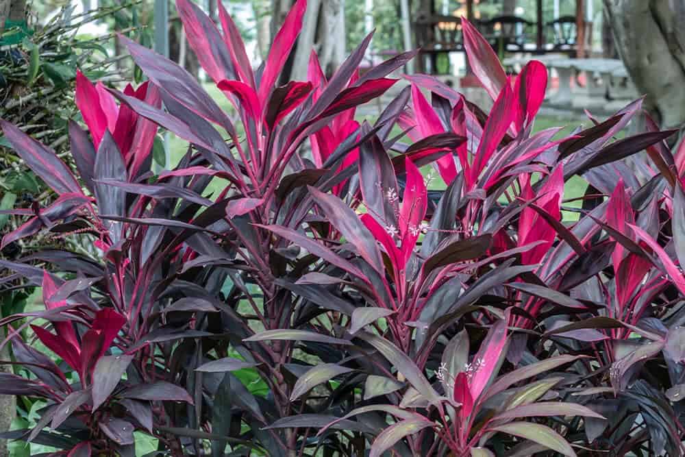 Ti Plant (Cordyline fruticosa)