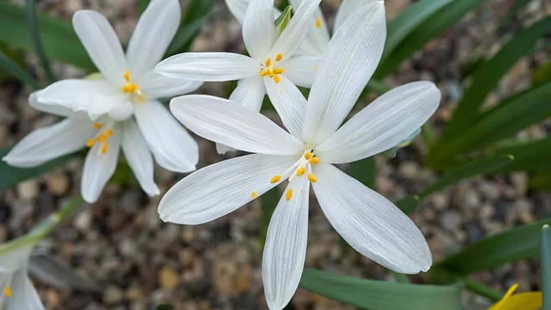 Zephyr Lily (Zephyranthes ‘Itsy Bitsy’)