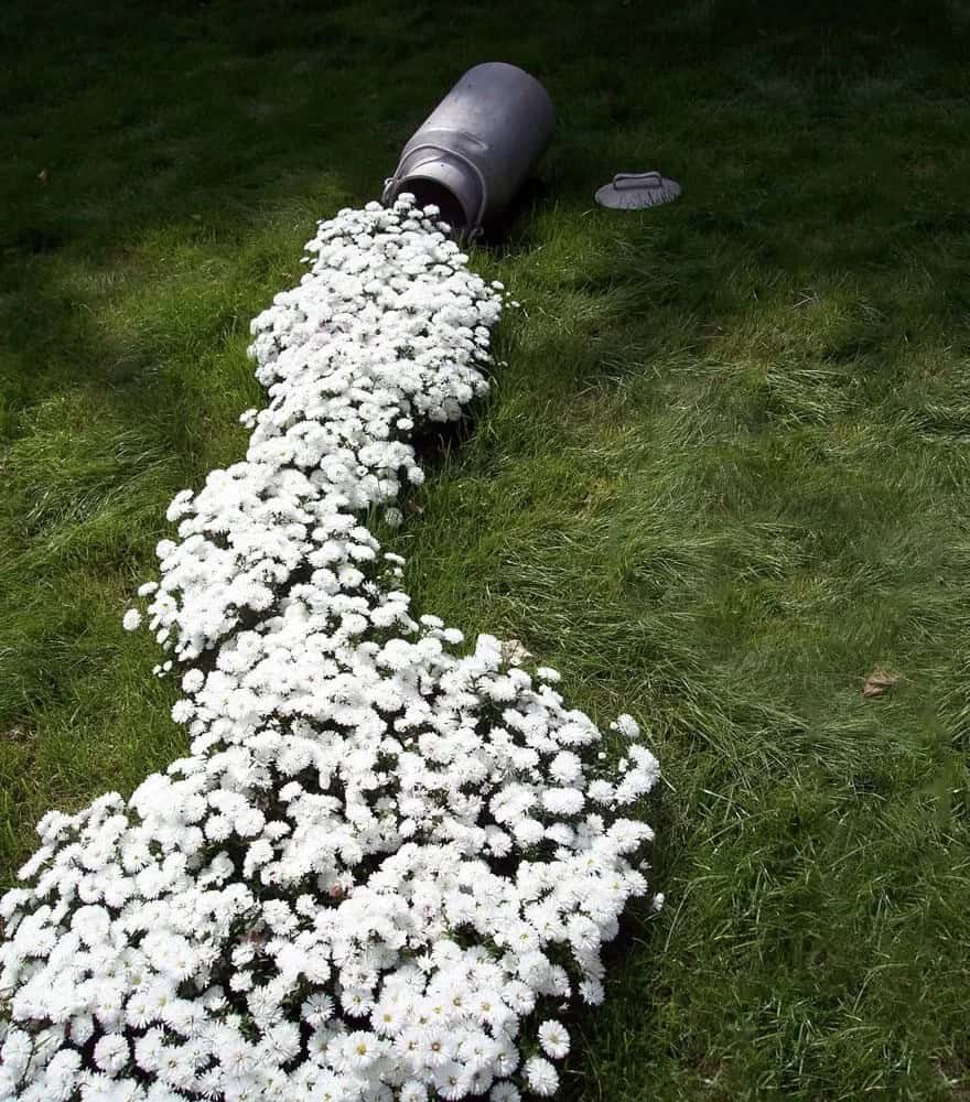 Milk Can Spills White Flowers