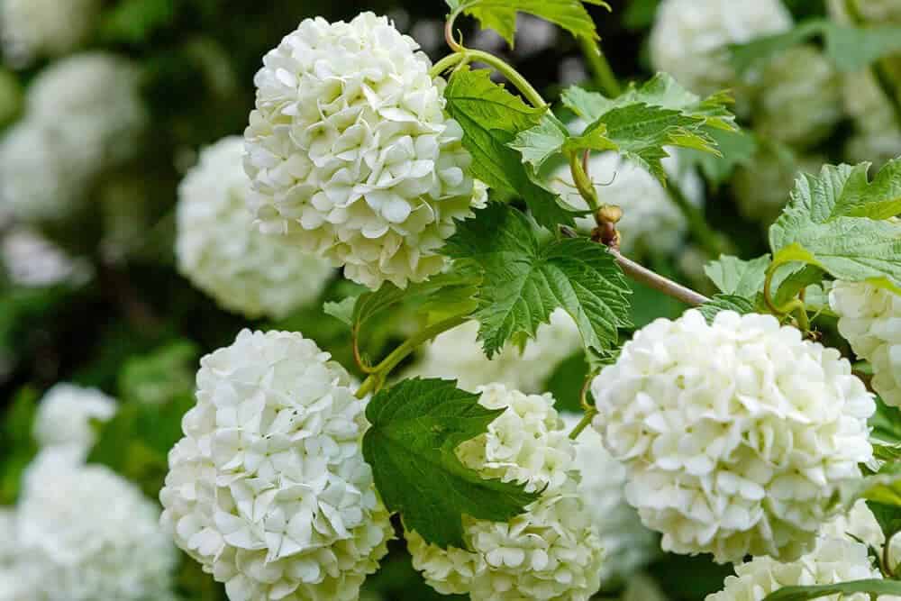 Viburnum (Viburnum spp.)