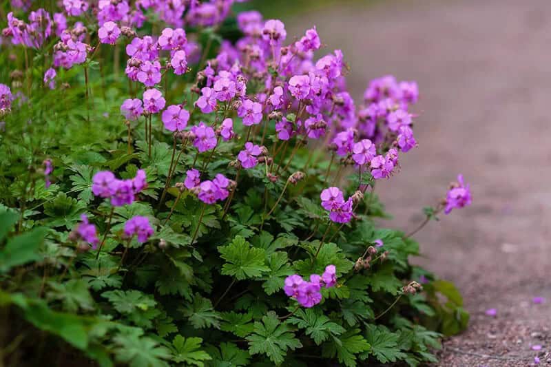 Wild Geranium (Geranium Macrorrhizum)