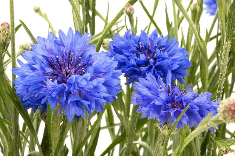 Cornflower (Centaurea)