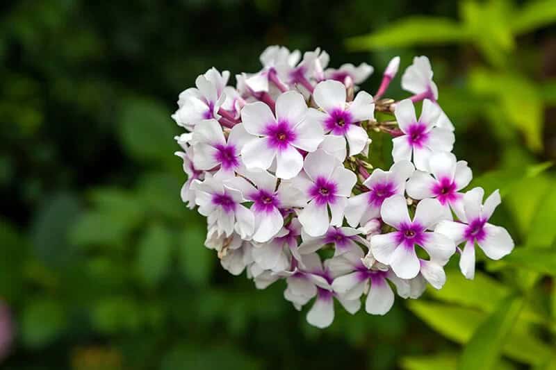 Phlox (Phlox Paniculata)