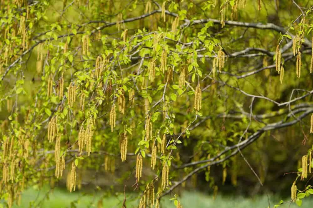 Cherry Birch (Betula lenta)