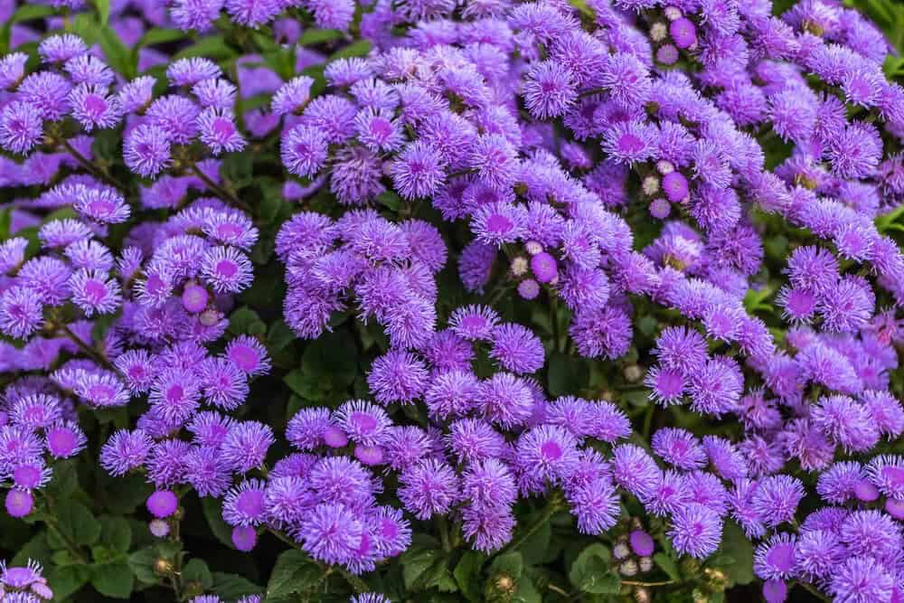 Ageratum (Ageratum houstonianum)