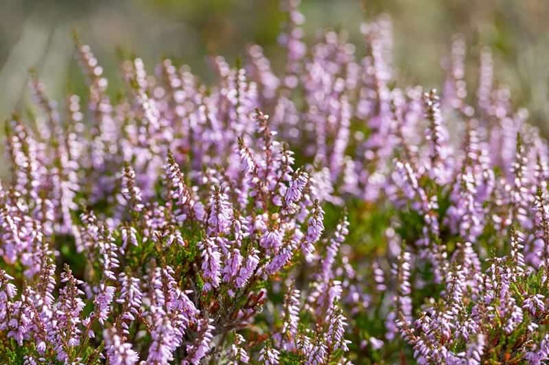 Scotch Heather (Calluna Vulgaris)