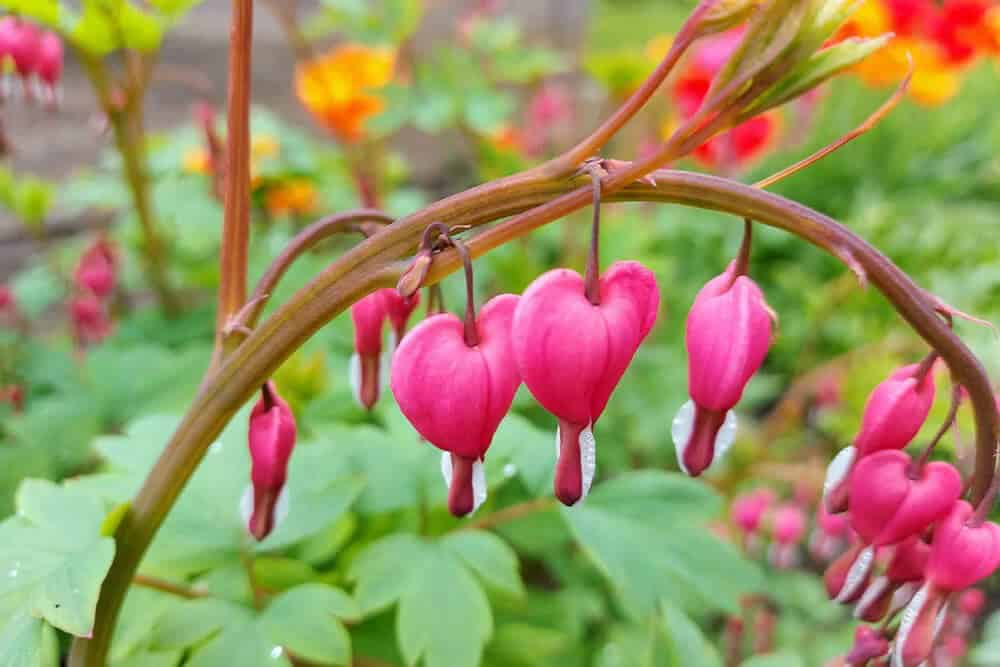 Bleeding Heart (Dicentra)