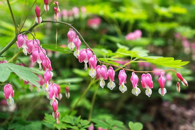 Bleeding Heart (Lamprocapnos Spectabilis)