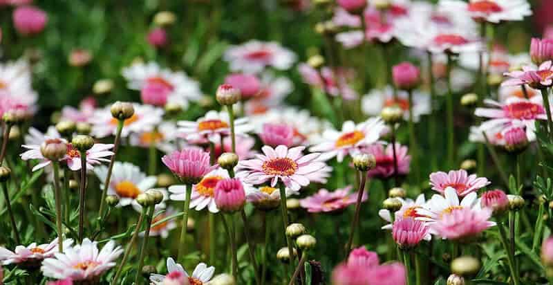 Marguerite ‘Golden Butterfly’ (Argyranthemum Frutescens’ Golden Butterfly’)