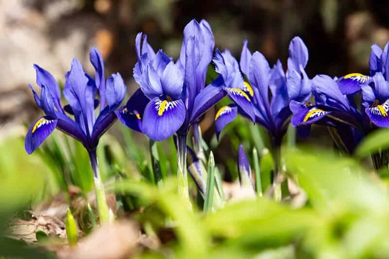 Dwarf Irises (Iris Reticulata)