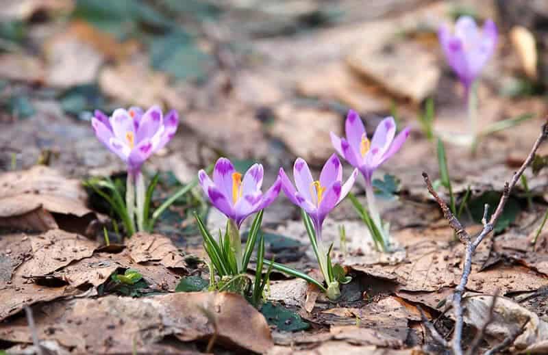 Spring Crocus (Crocus vernus ‘Purpureus Grandiflorus’)