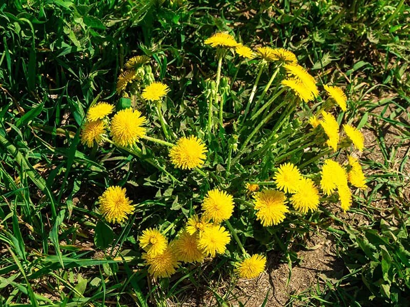 Common Dandelion (Taraxacum Officinale)