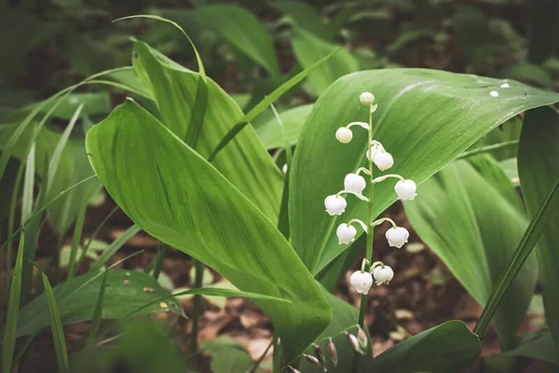 Lily of the Valley (Convallaria Majalis)