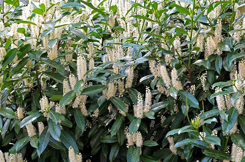 Versailles Laurel (Prunus Laurocerasus)