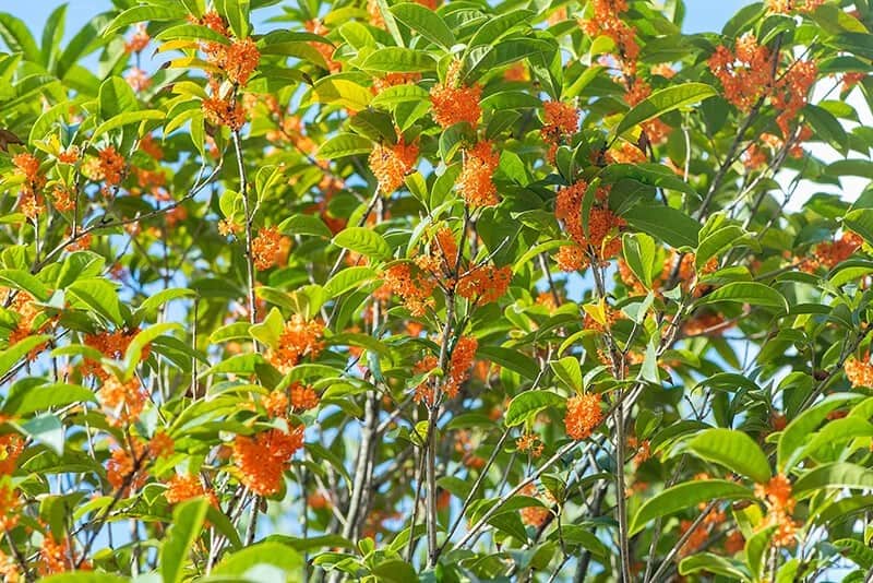 Kinmokusei Fragrant Tea Olive (Osmanthus Fragrans f. Aurantiacus ‘Orange Supreme’)