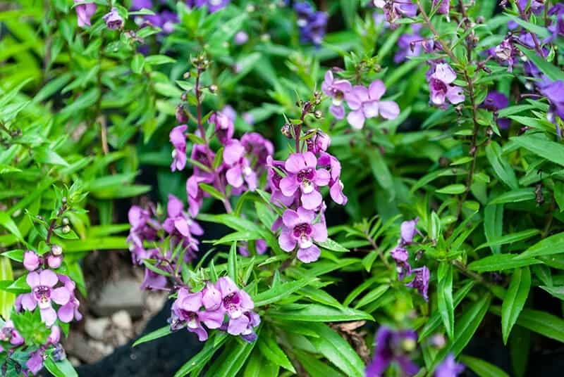 Summer Snapdragon (Angelonia Angustifolia)