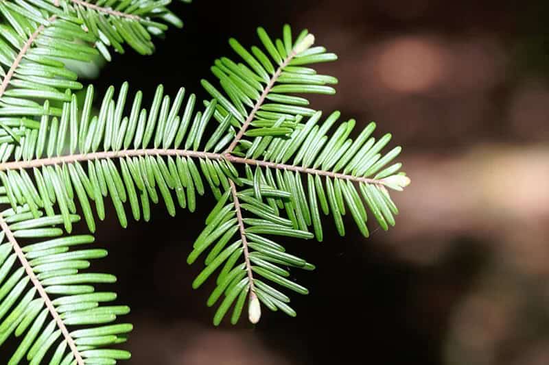 Grand Fir (Abies Grandis)