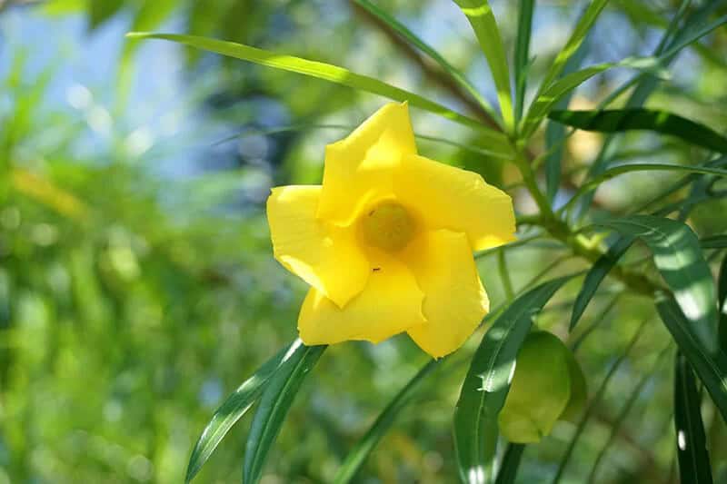 Yellow Oleander (Cascabela Thevetia)