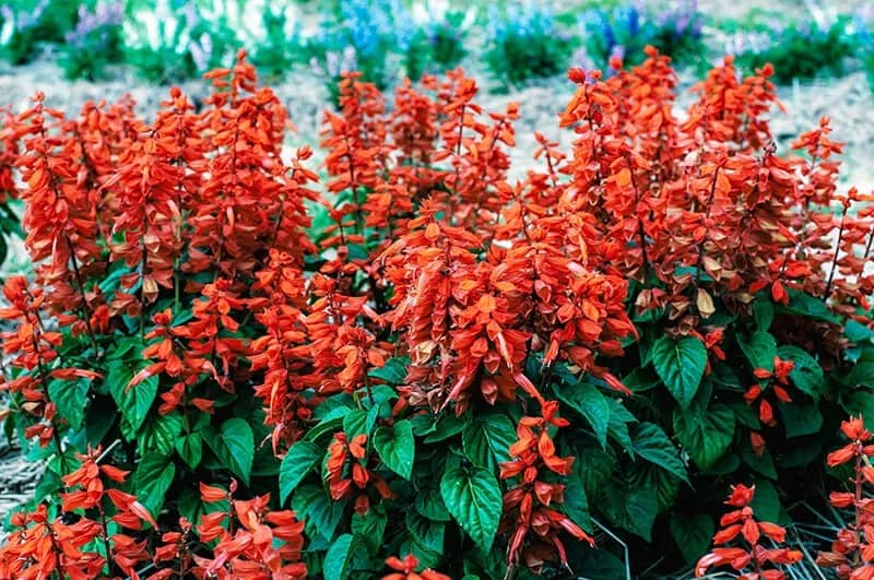 Scarlet Sage (Salvia Splendens)