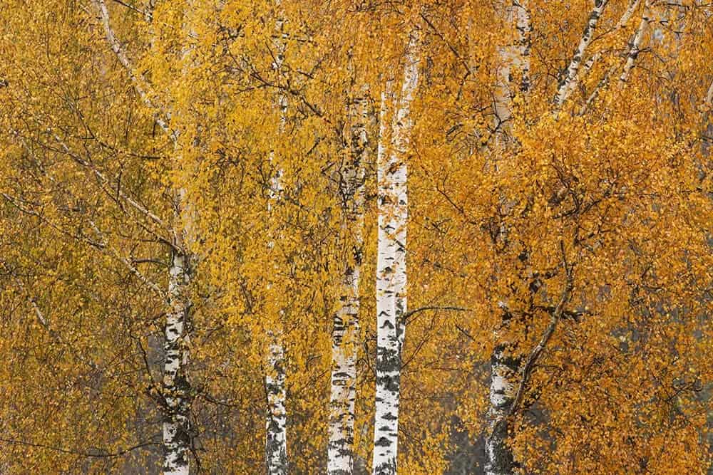 Silver Birch (Betula pendula)