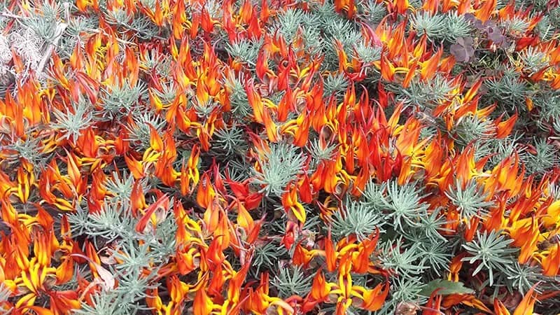 Parrot’s Beak (Lotus Berthelotii)