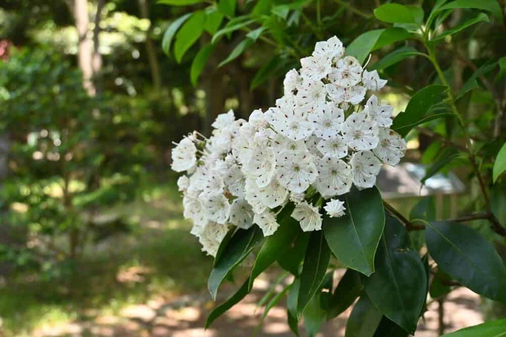 Mountain Laurel (Kalmia latifolia)