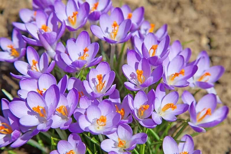 Spring Crocus (Crocus Vernus ‘Purpureus Grandiflorus’)