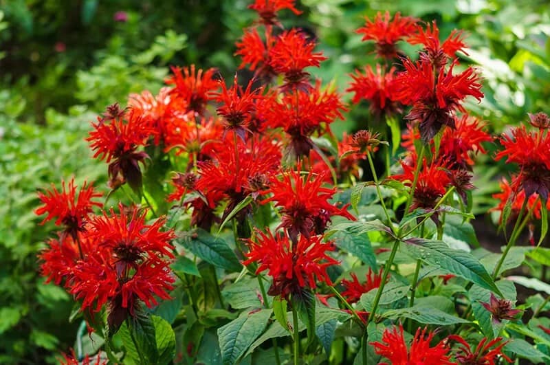 Bee Balm (Monarda ‘Gardenview Scarlet’)