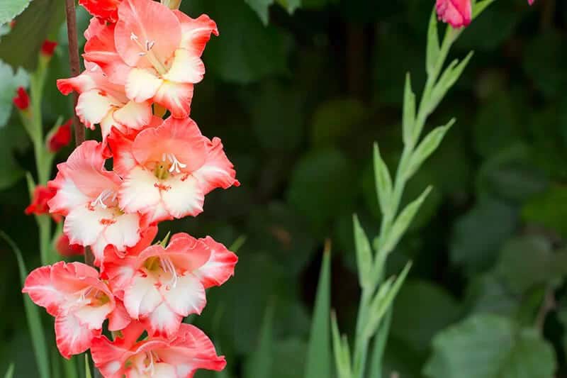 Gladiolus (Gladiolus)