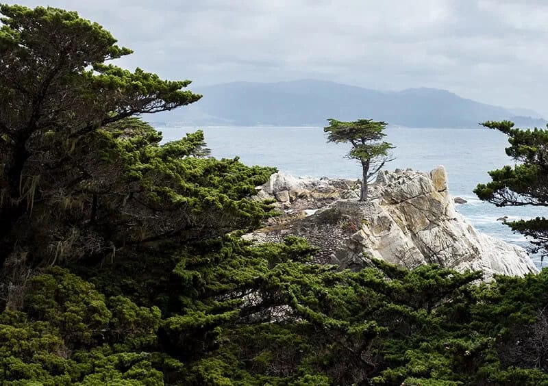 The Monterey Cypress (Hesperocyparis Macrocarpa)