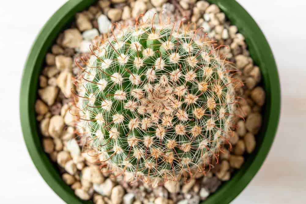 Pin Cushion Cactus (Mammillaria crinita)